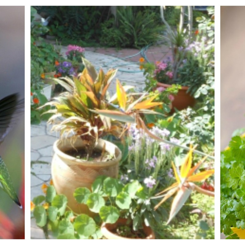 Unique-Garden-Ideas-for-Small-Spaces-from-jenny-at-dapperhouse-garden ...