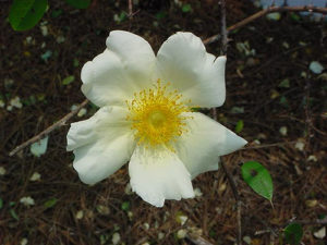 camellia-flower-9