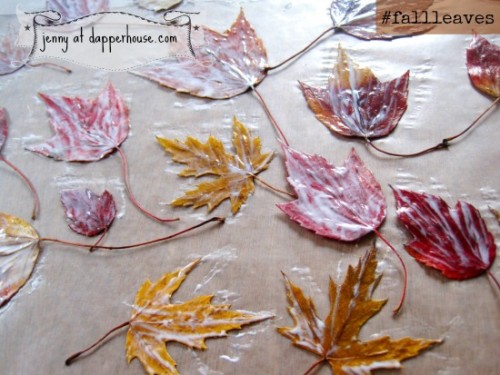 @dapperhouse #modgepodge #fall #fallleaves colors