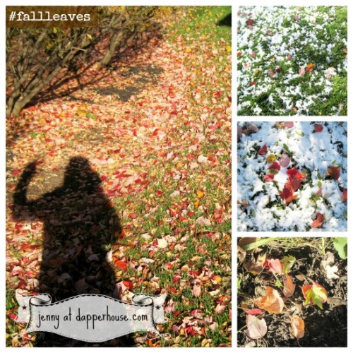 find fall leaves preserving #fallleaves