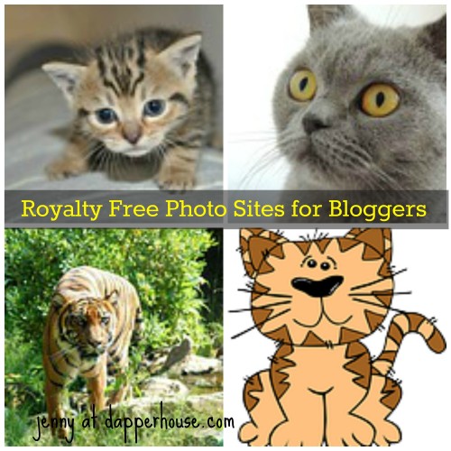 #cats #cat #royalty #free #photos #photography @dapperhouse