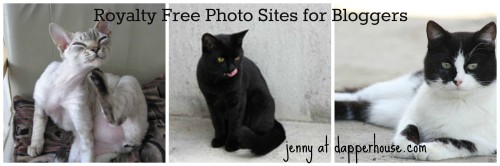 #royalty #free #cats #photos #pics @dapperhouse