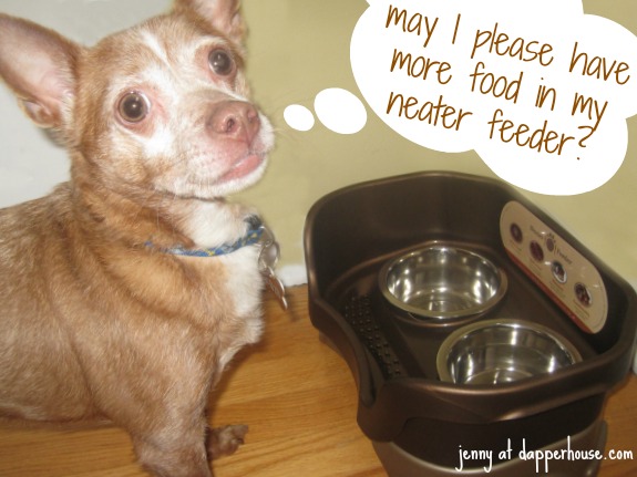 Reese the dog more food in my neater feeder please @NeaterFeeder @dapperhouse #shop