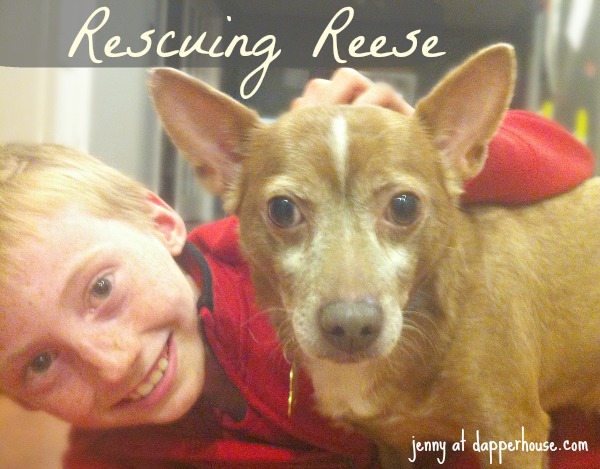 Rescuing Reese older dog adoption @dapperhouse