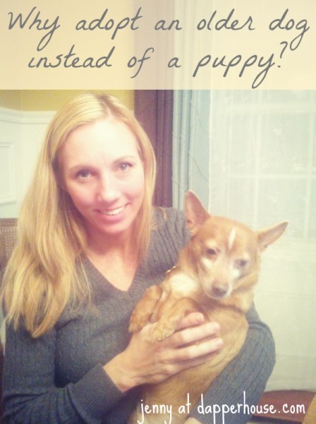 Why adopt an older dog instead of a puppy @dapperhouse #BlogEase #PetMonth #rescue #chihuahua