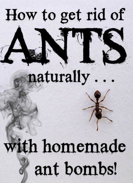 How to get rid of ants naturally with homemade ant bombs @dapperhouse #ants #pest