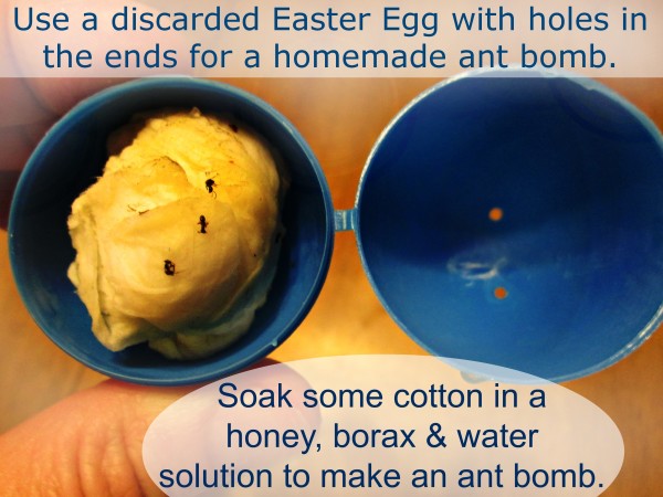Make a natural homemade ant killer from a discarded Easter Egg and 3 common ingredients @dapperhouse