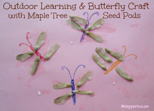 Outdoor Learning and Butterfly Craft with Maple tree seed pods @dapperhouse #homeschool #lesson #reggio