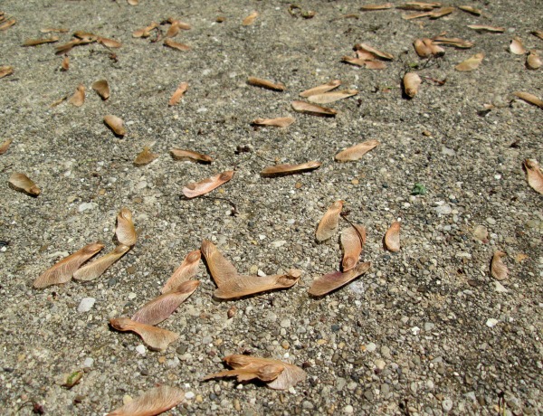 Outdoor learning and craft activity with maple tree seed pods @dapperhouse #earlylearning #homeschool