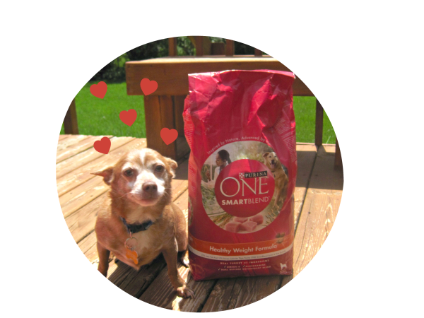Purina ONE® #ONEDifference 28 Day Challenge with Reese the dog @dapperhouse #PMedia #ad #dog  #Reese the chihuahua loves his new food