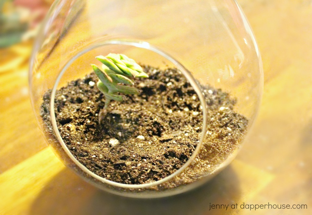 How to DIY Your own hanging glass terrarium from jenny at dapperhouse