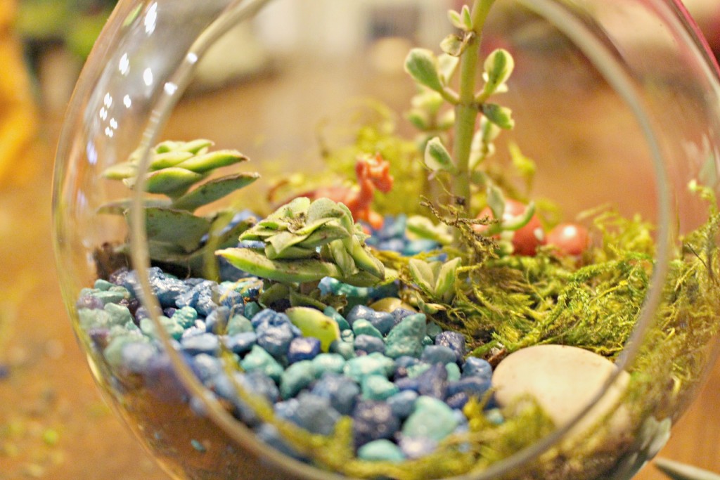 How to make a gorgeous living terrarium  with jenny at dapperhouse #DIY