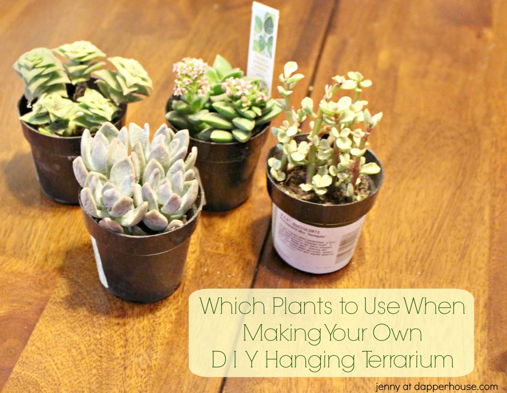 Which plants to use when making your own DIY Hanging Terrarium - jenny at dapperhouse