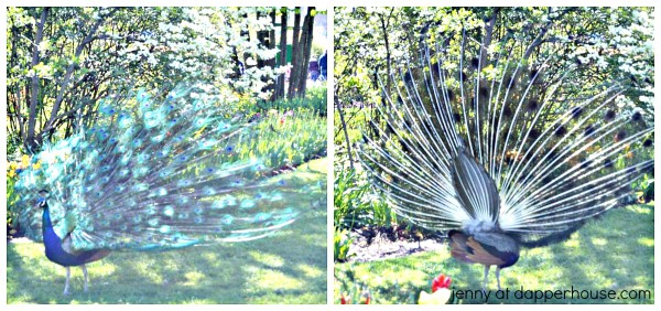 Cincinnati Zoo Peacock - #SpringInCincy - jenny at dapperhouse