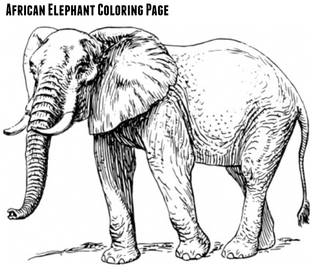 African Elephant Coloring Page - jenny at dapperhouse