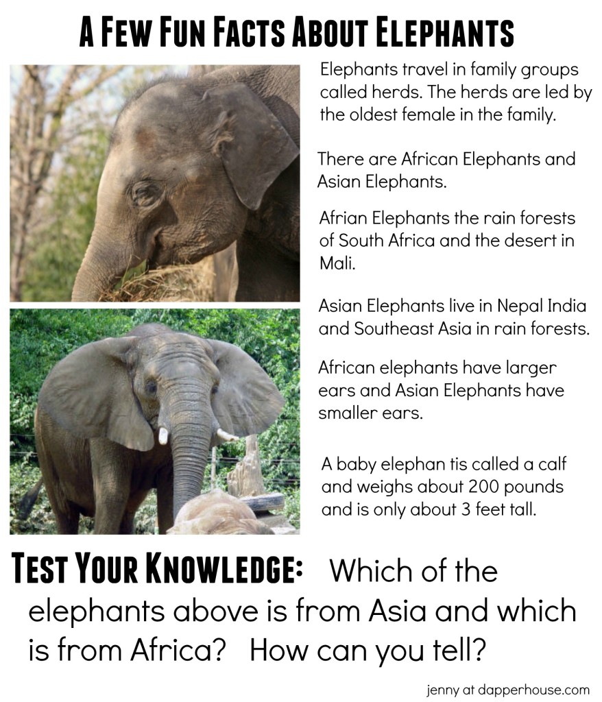 Fun Facts about Elephants - jenny at dapperhouse