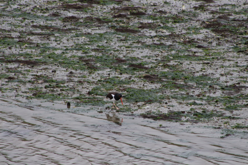 beaches and birds on vacation at charleston south carolina - jenny at dapperhouse