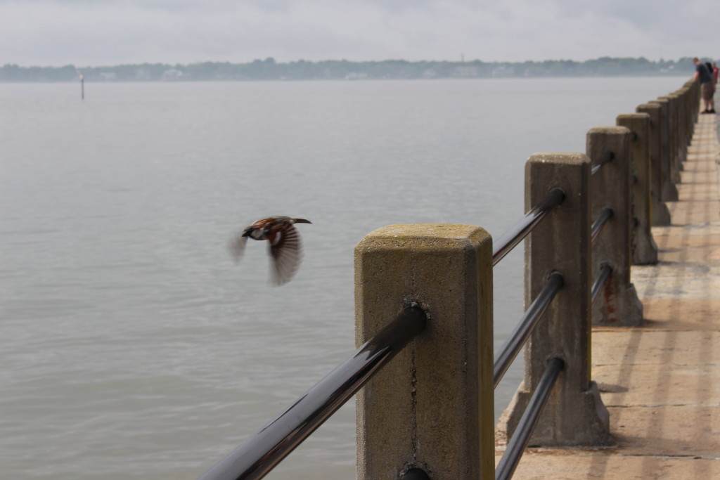 birds and beaches in beautiful charleston south carolina - jenny at dapperhouse 