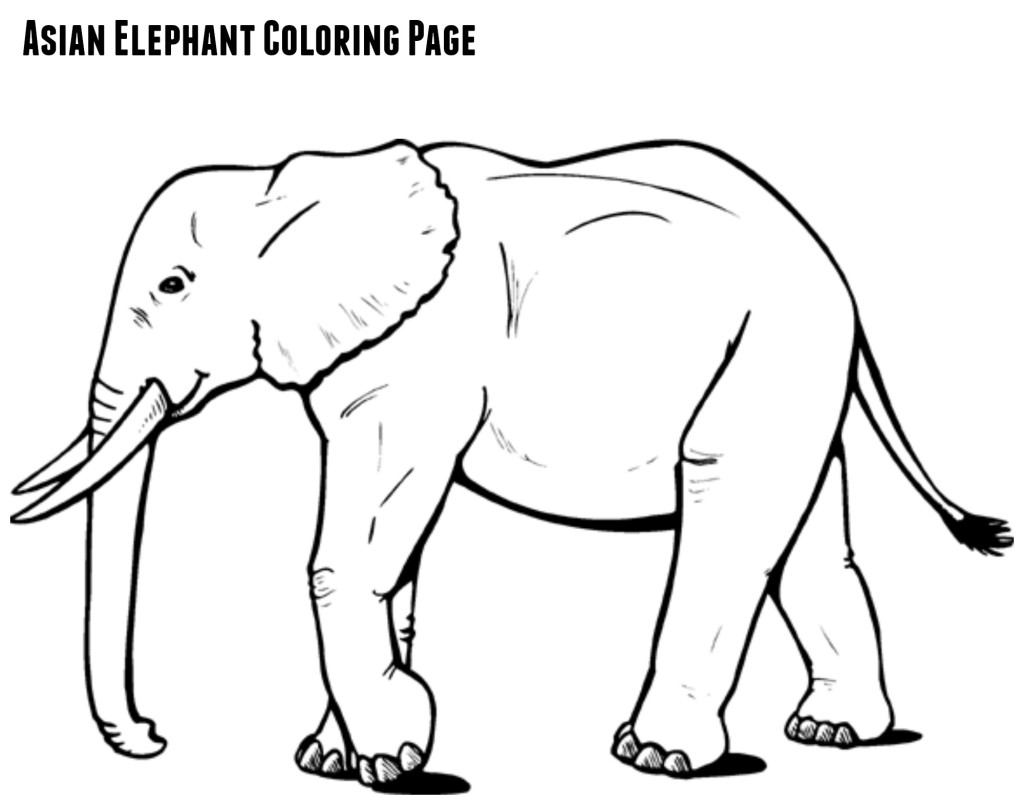 asian elephant coloring page - jenny at dapperhouse