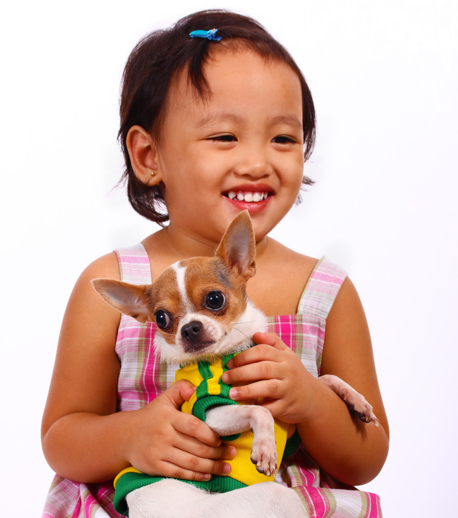 Happy Girl Holding And Cuddling Her Cute Little Pet Chihuahua