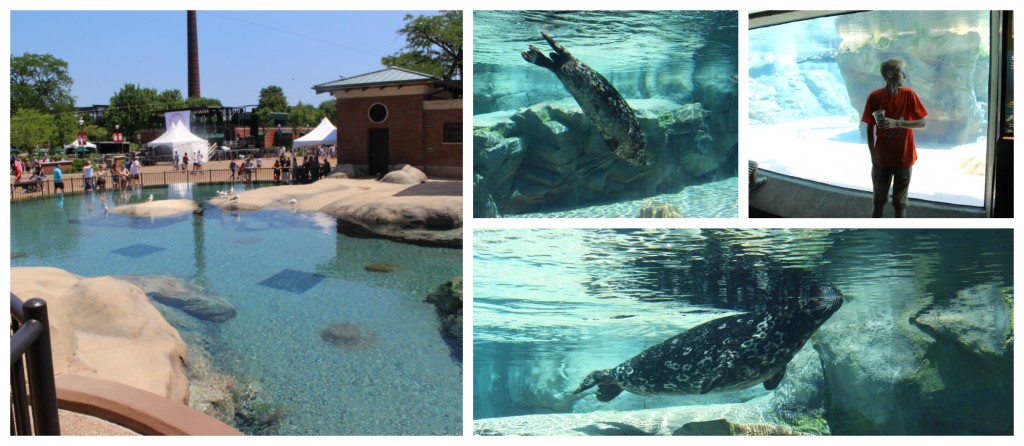 Harbor Seals are so fun to look at and have a beautiful exhibit - jenny at dapperhouse