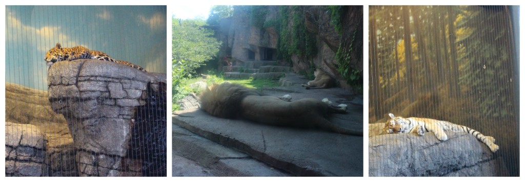 The big cats were napping at the zoo - jenny at dapperhouse