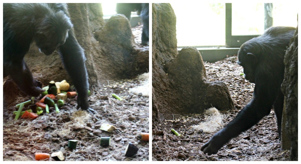 feeding time at the chimpanzee house - jenny at dapperhouse