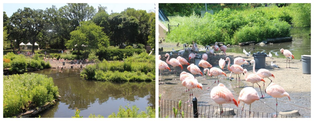 flamingos are beautiful - jenny at dapperhouse