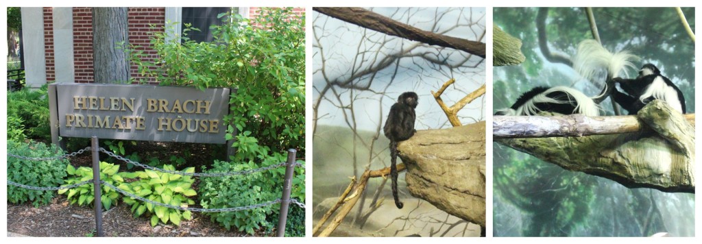 primates at Lincol Park Zoo - jenny at dapperhouse