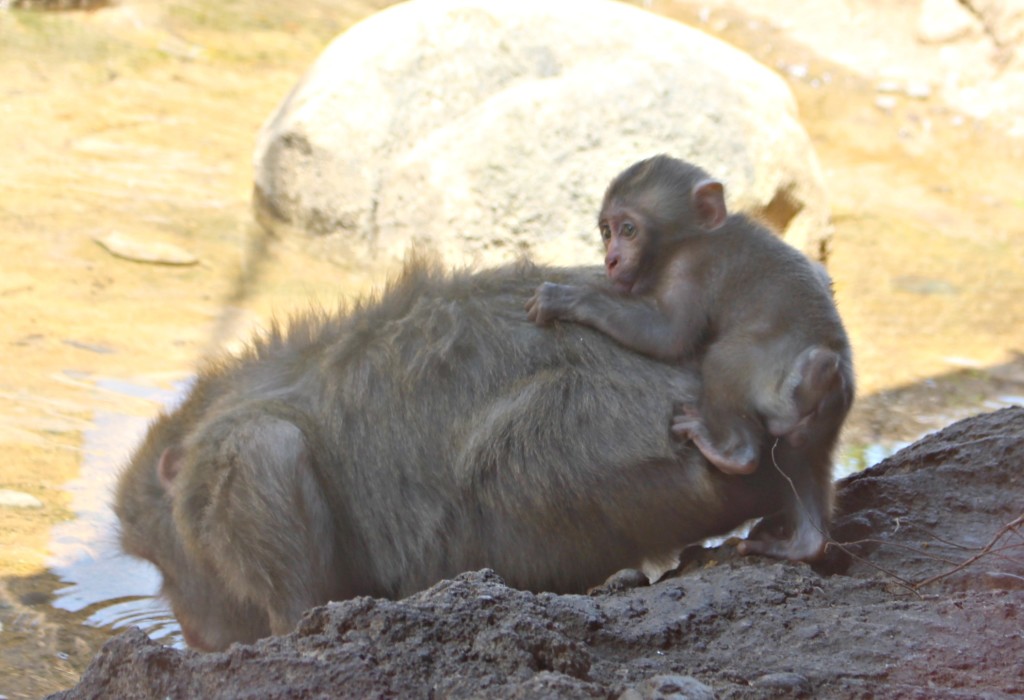 baby baboon