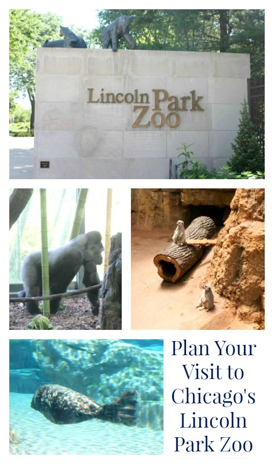 plan your visit to Chicago's Lincoln Park Zoo - jenny at dapperhouse blog