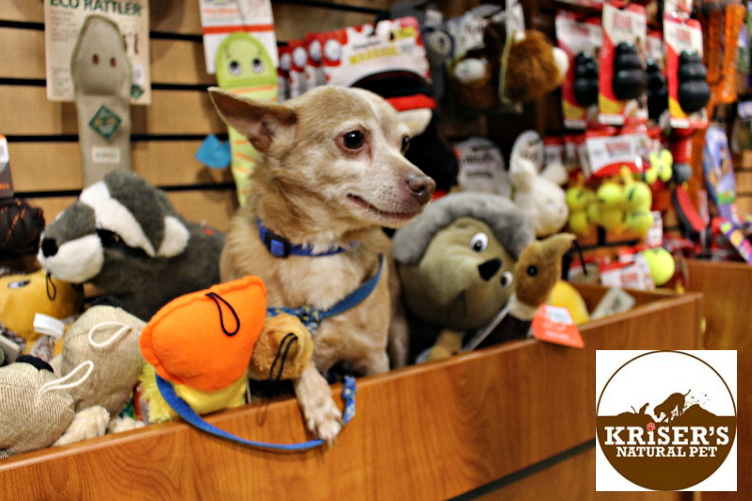 Get Your Holiday Pet Essentials At Kriser S Natural Pet Stores