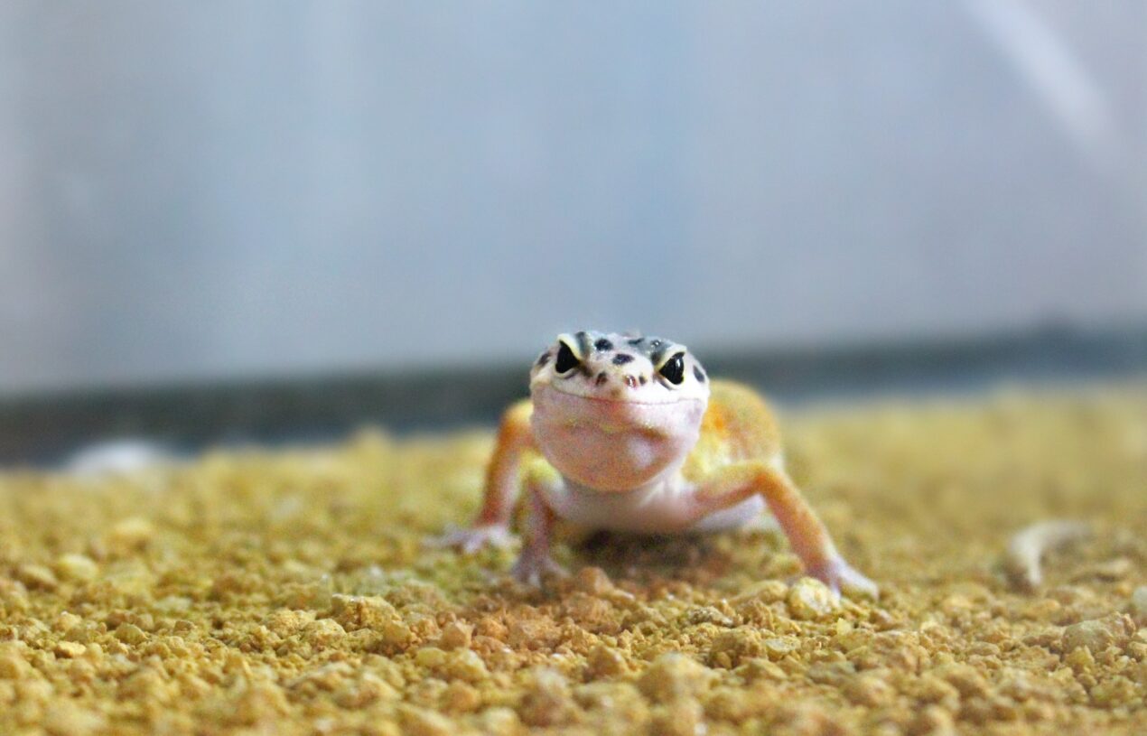 Why You Should Get A Leopard Gecko as a Pet & How to Take Care of One