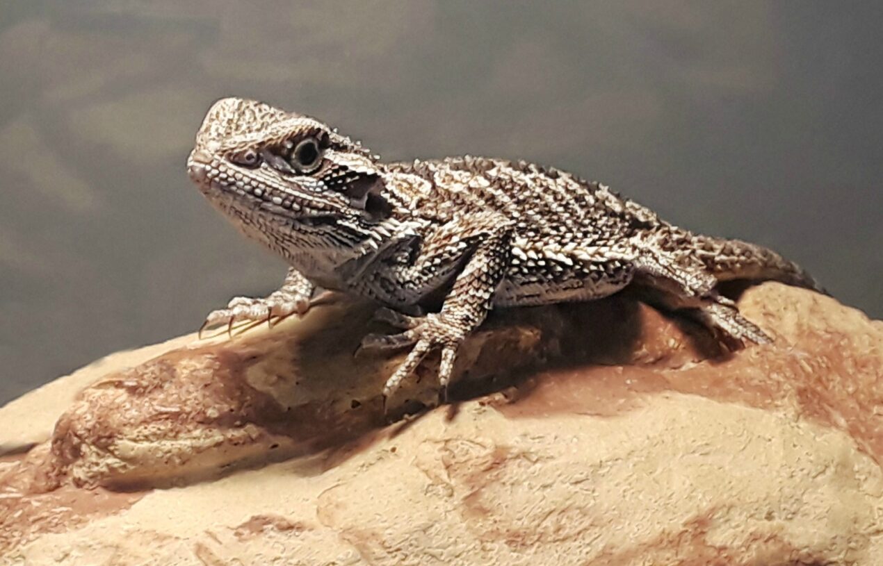 What You Need to Buy to Keep a Bearded Dragon as a Pet