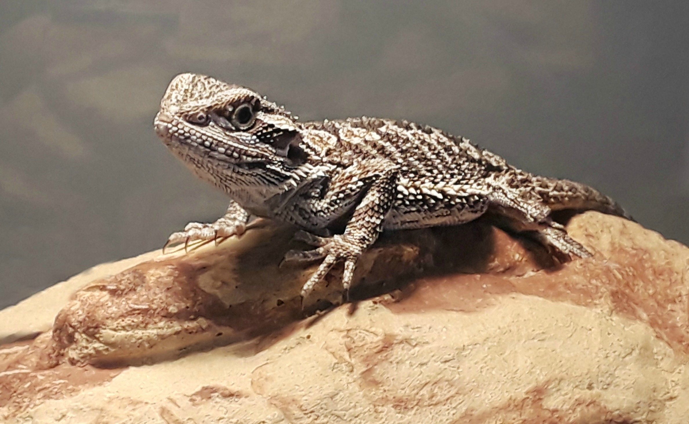 What You Need to Buy to Keep a Bearded Dragon as a Pet What You Need to Buy to Keep a Bearded Dragon as a Pet