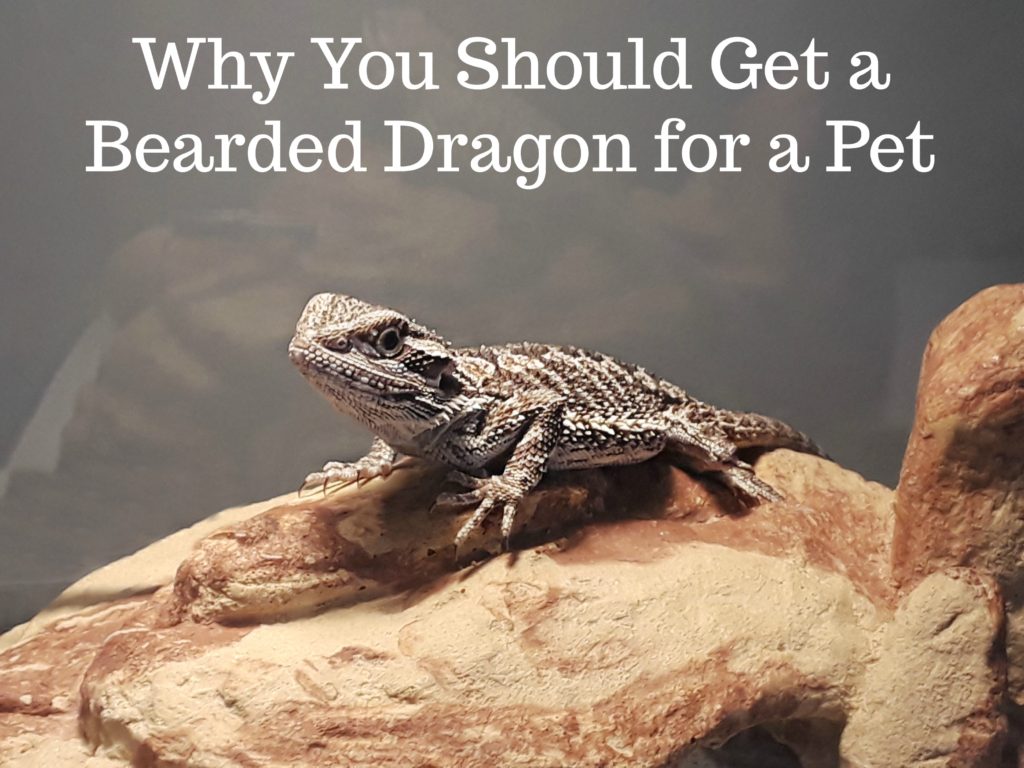 What You Need To Know Before Owning a Bearded Dragon - AZPetVet