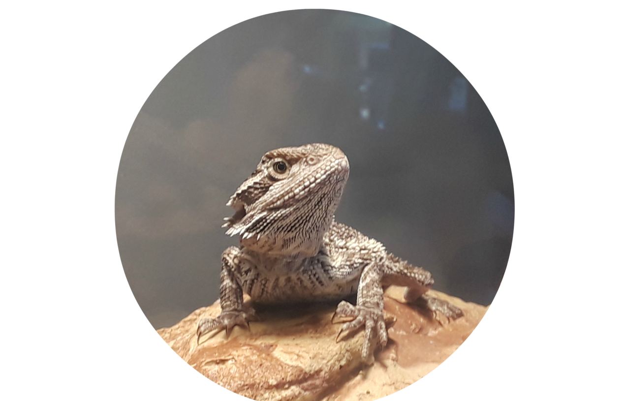Why You Should Get a Bearded Dragon for a Pet