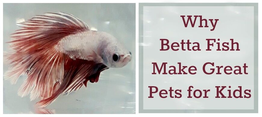 Why Betta Fish Make Great Pets for Kids