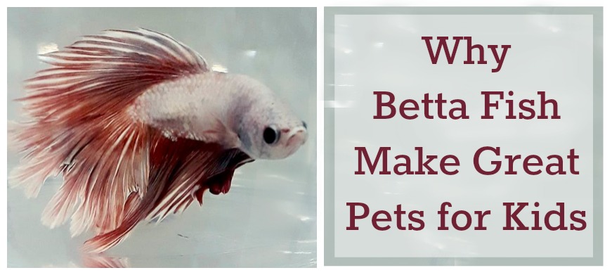 How Long Do Betta Fish Live? 