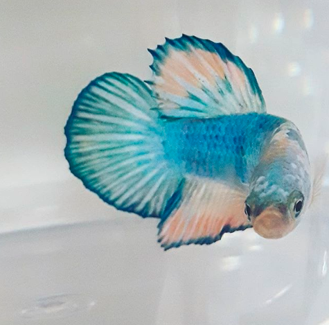 Types of Betta Fish You Can Have as a Pet