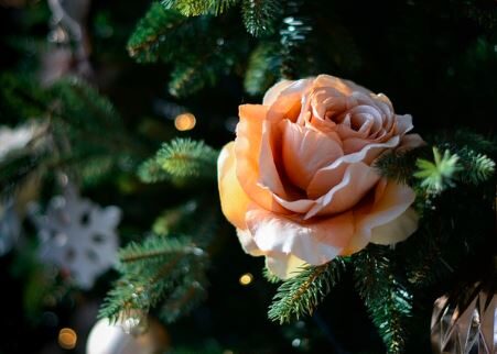 4 Creative Ways To Use Your Christmas Tree All Year