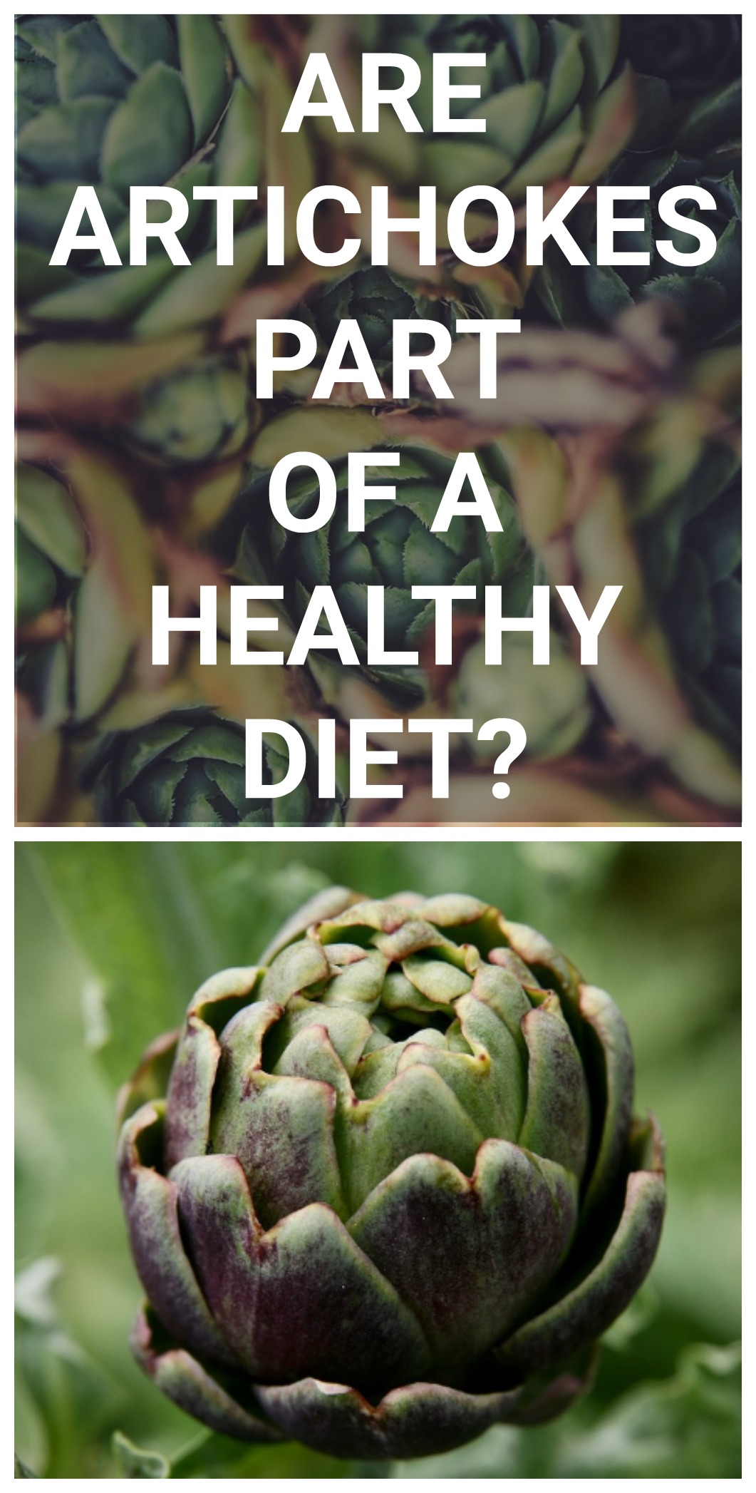 Are Artichokes Healthy? Jenny at dapperhouse