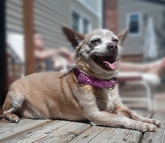 Celebrating Rescue Dog Day in May with Reese the Chihuahua