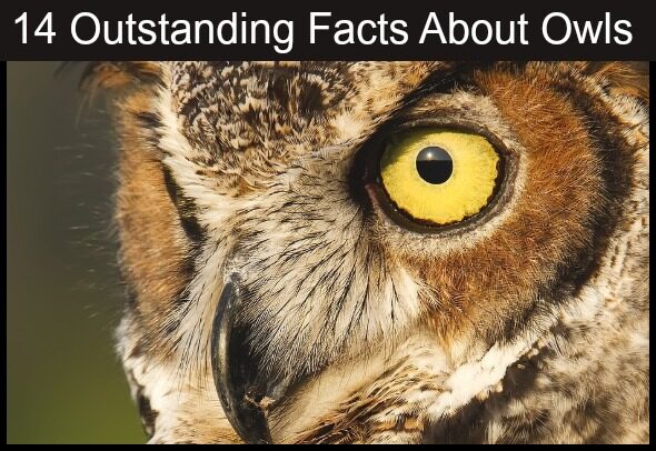14 Outstanding Facts About Owls