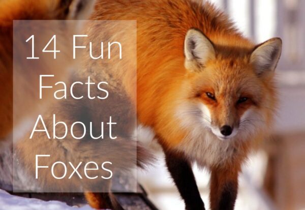 14 Fun Facts About Foxes - Jenny at dapperhouse