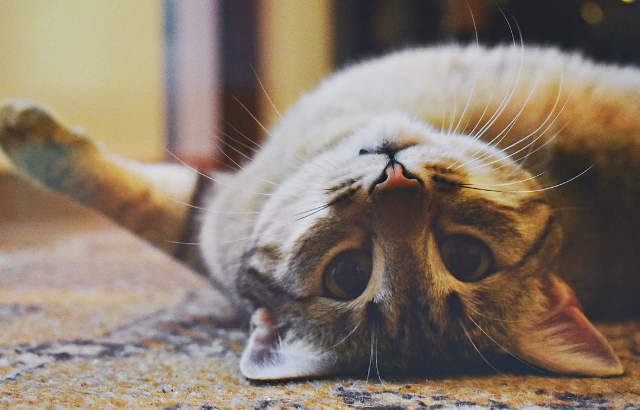 Beware of Worms in Your Cat – They Can be Fatal