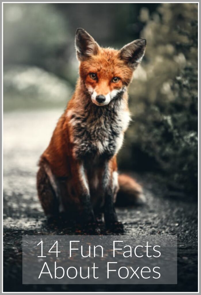 14 Fun Facts About Foxes - Jenny at dapperhouse