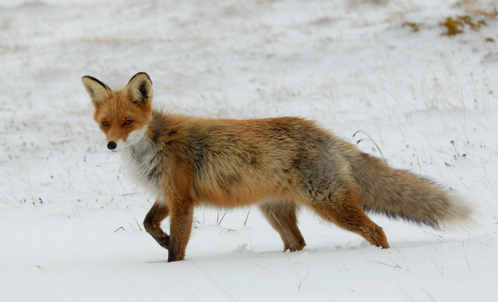 14 Fun Facts About Foxes - Jenny at dapperhouse