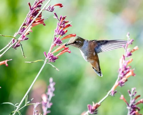 10 Fantastic Facts About Hummingbirds