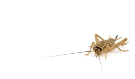 Are House Crickets Harmful?